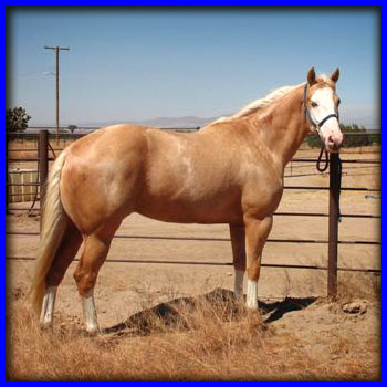 Palomino Mare