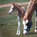 Dun On The Run 2005 colt